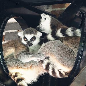 Ring-tailed lemurs (Lemur catta), 2023-07-08