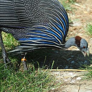 Vulturine guineafowl (Acryllium vulturinum), 2023-07-08