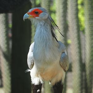 Secretary bird (Sagittarius serpentarius), 2023-07-08
