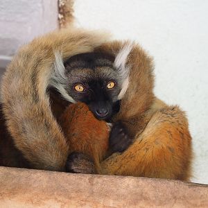 Black lemur (Eulemur macaco), 2023-07-08