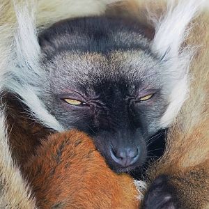 Black lemur (Eulemur macaco), 2023-07-08