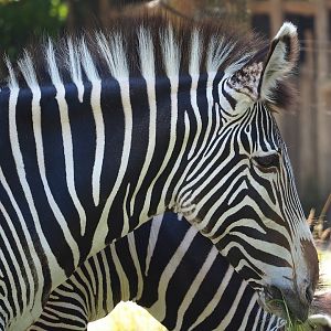 Grévy's zebra (Equus grevyi), 2023-07-08
