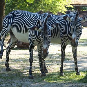 Grévy's zebras (Equus grevyi), 2023-07-08