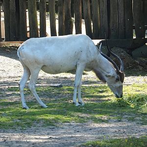 Addax (Addax nasomaculatus), 2023-07-08