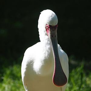 African spoonbill (Platalea alba), 2023-07-08