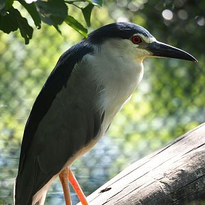 Black-crowned night heron (Nycticorax nycticorax nycticorax), 2023-07-08