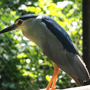 Black-crowned night heron (Nycticorax nycticorax nycticorax), 2023-07-08
