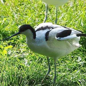 Pied avocet (Recurvirostra avosetta), 2023-07-08