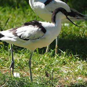 Pied avocet (Recurvirostra avosetta), 2023-07-08