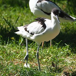 Pied avocet (Recurvirostra avosetta), 2023-07-08