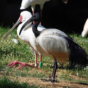 African sacred ibis (Threskiornis aethiopicus) and African spoonbill (Platalea alba), 2023-07-08
