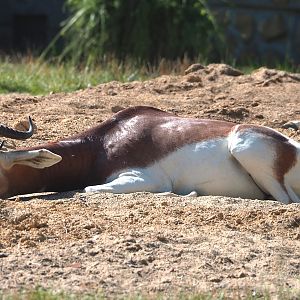 Mhorr gazelle (Nanger dama mhorr), 2023-07-08