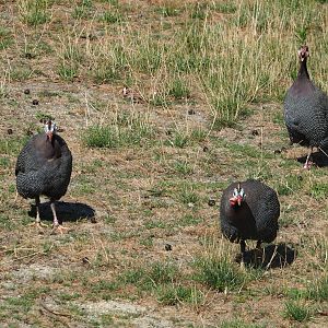 Helmeted guineafowl (Numida meleagris), 2023-07-08