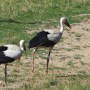 Juvenile White stork (Ciconia ciconia), 2023-07-08