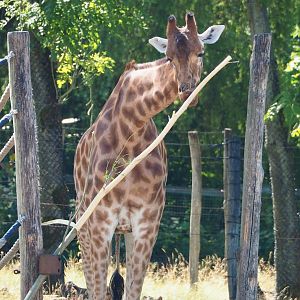 Kordofan giraffe (Giraffa camelopardalis antiquorum), 2023-07-08