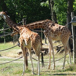 Kordofan giraffes (Giraffa camelopardalis antiquorum), 2023-07-08