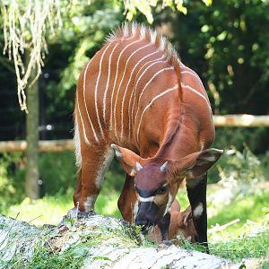Mountain bongo (Tragelaphus eurycerus isaaci), 2023-07-08