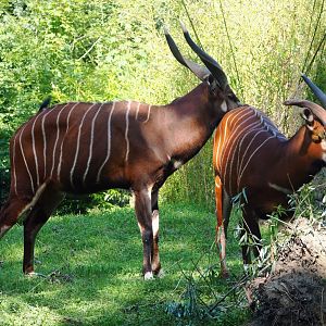 Mountain bongos (Tragelaphus eurycerus isaaci), 2023-07-08