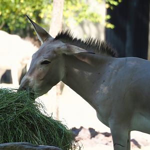 Somali wild ass (Equus africanus somaliensis), 2023-07-08