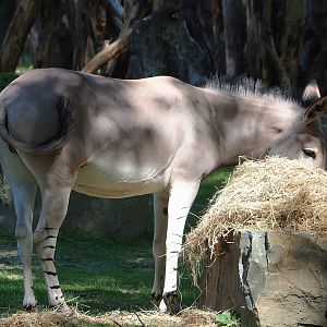 Somali wild ass (Equus africanus somaliensis), 2023-07-08