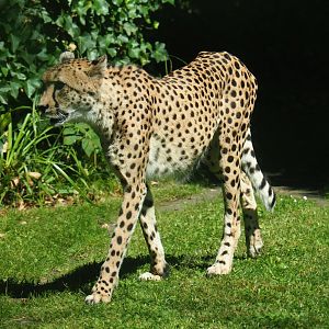 Sudan cheetah (Acinonyx jubatus soemmeringii), 2023-07-08