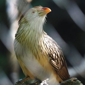 Guira cuckoo (Guira guira), 2023-07-08