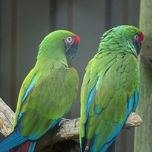 Mexican military macaws (Ara militaris mexicana), 2023-07-08