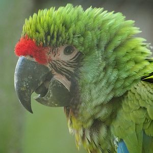 Mexican military macaw (Ara militaris mexicana), 2023-07-08