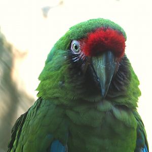 Mexican military macaw (Ara militaris mexicana), 2023-07-08