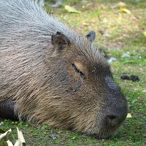 Capybara (Hydrochoerus hydrochaeris), 2023-07-08