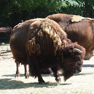 American Plains bison (Bison bison bison), 2023-07-08