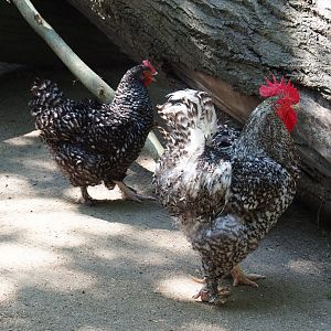 Malines cuckoo chickens (Gallus gallus domesticus), 2023-07-08
