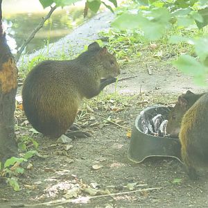 Black-rumped agouti (Dasyprocta prymnolopha), 2023-07-08