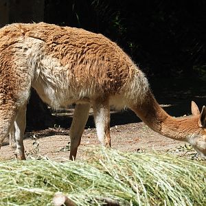 Vicuña (Vicugna vicugna), 2023-07-08
