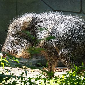 Chacoan peccary (Catagonus wagneri), 2023-07-08