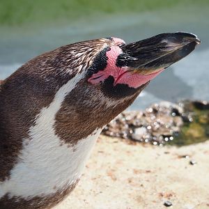 Humboldt penguin (Spheniscus humboldti), 2023-07-08