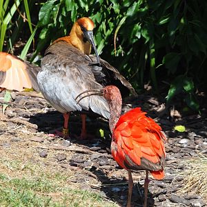 Black-faced ibis (Theristicus melanopis) and Scarlet ibis (Eudocimus ruber), 2023-07-08