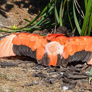 Scarlet ibis (Eudocimus ruber), 2023-07-08