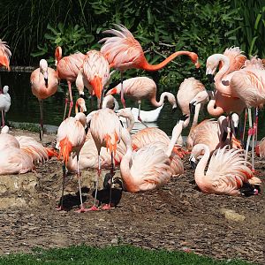 Chilean flamingos (Phoenicopterus chilensis) and American flamingos (P. ruber), 2023-07-08