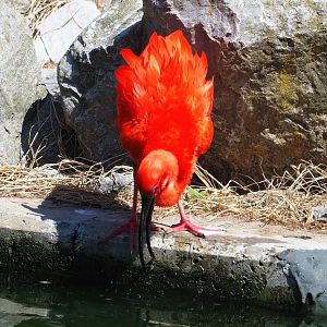 Scarlet ibis (Eudocimus ruber), 2023-07-08
