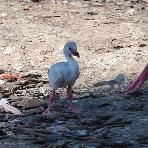 American flamingo chick (Phoenicopterus ruber), 2023-07-08