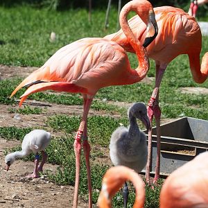 American flamingos with chicks (Phoenicopterus ruber), 2023-07-08