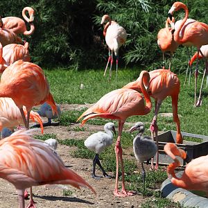 American flamingos with chicks (Phoenicopterus ruber), 2023-07-08