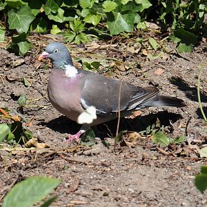 Wild Common wood pigeon (Columba palumbus), 2023-07-08