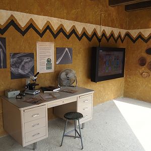 Umvikeli - New aviary for vultures, secretary birds and other African birds - Conservation research display, 2025-06-09