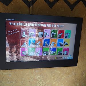 Umvikeli - New aviary for vultures, secretary birds and other African birds - Rüppell's vulture identification screen, 2025-06-09