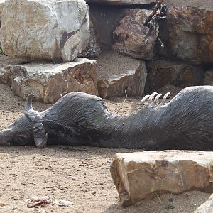 Umvikeli - New aviary for vultures, secretary birds and other African birds - Fake Cape buffalo carcass, 2025-06-09