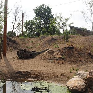 Umvikeli - New aviary for vultures, secretary birds and other African birds, 2025-06-09