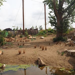 Umvikeli - New aviary for vultures, secretary birds and other African birds, 2025-06-09
