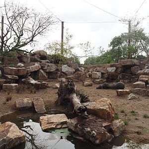 Umvikeli - New aviary for vultures, secretary birds and other African birds, 2025-06-09